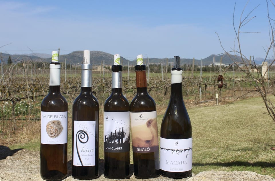 Alcúdia/Can Picafort: Guided Vineyard Visit and Wine Tasting - Walking the Vineyards: Terroir You Can Actually See
