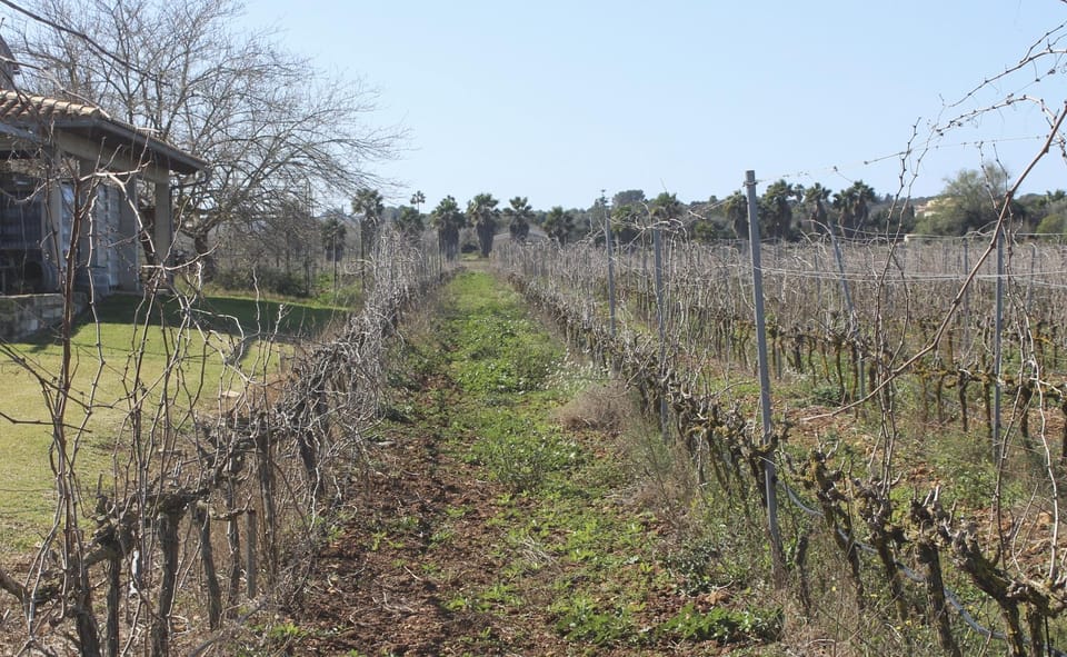 Alcúdia/Can Picafort: Guided Vineyard Visit and Wine Tasting - Pickup Timing and Getting There Without Getting Grumpy
