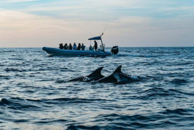 Alcudia or Can Picafort: Dolphin-Watching Cruise - Sunrise versus afternoon: picking the sailing that matches your mood