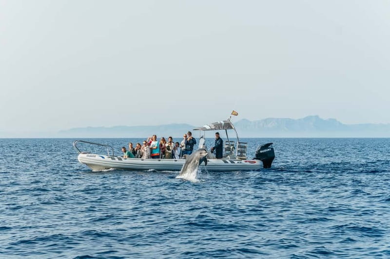 Alcudia or Can Picafort: Dolphin-Watching Cruise - Timing and duration: squeezing a lot into 3 hours