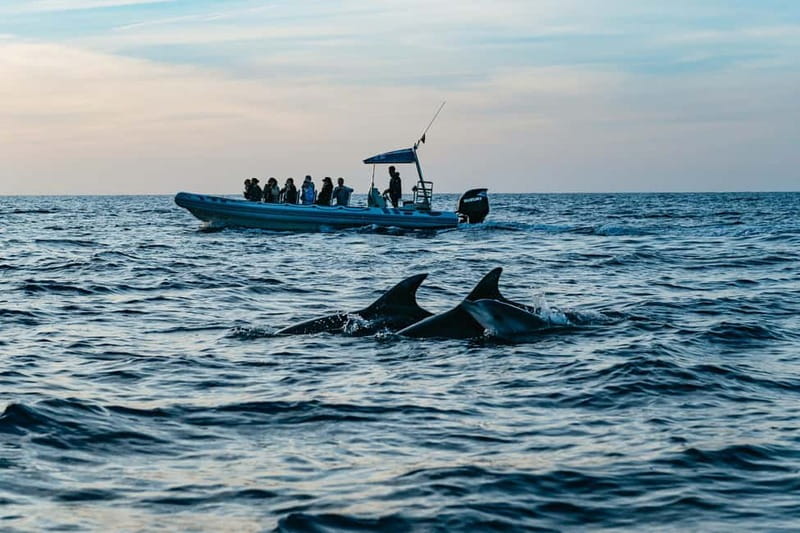 Alcudia or Can Picafort: Dolphin-Watching Cruise - Sunrise versus afternoon: picking the sailing that matches your mood