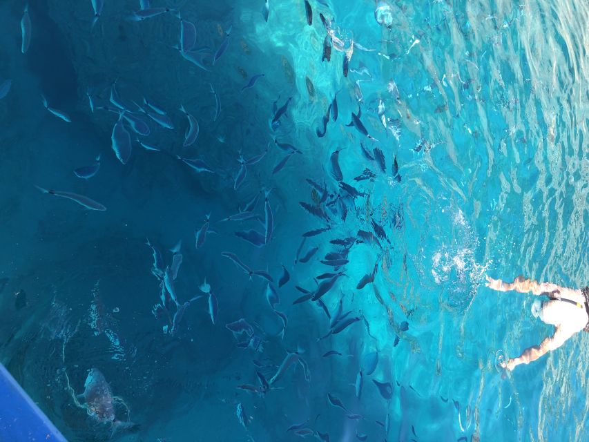 Can Picafort: Dolphin Watching Boat Tour with Swimming - Getting out of Can Picafort Yacht Club (and why the boat size matters)