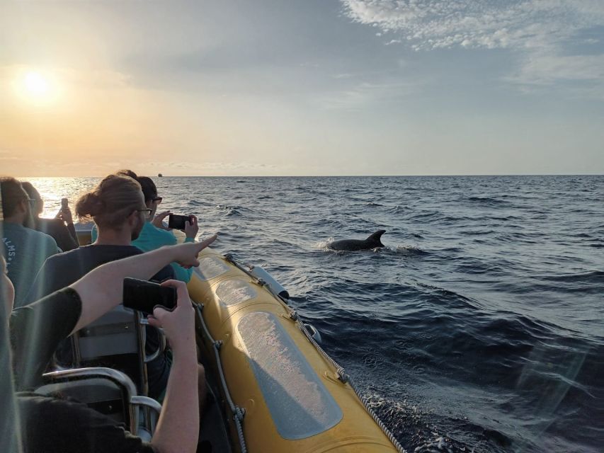 Can Picafort: Dolphin Watching Boat Tour with Swimming - Price check: is $79 for 3 hours good value?