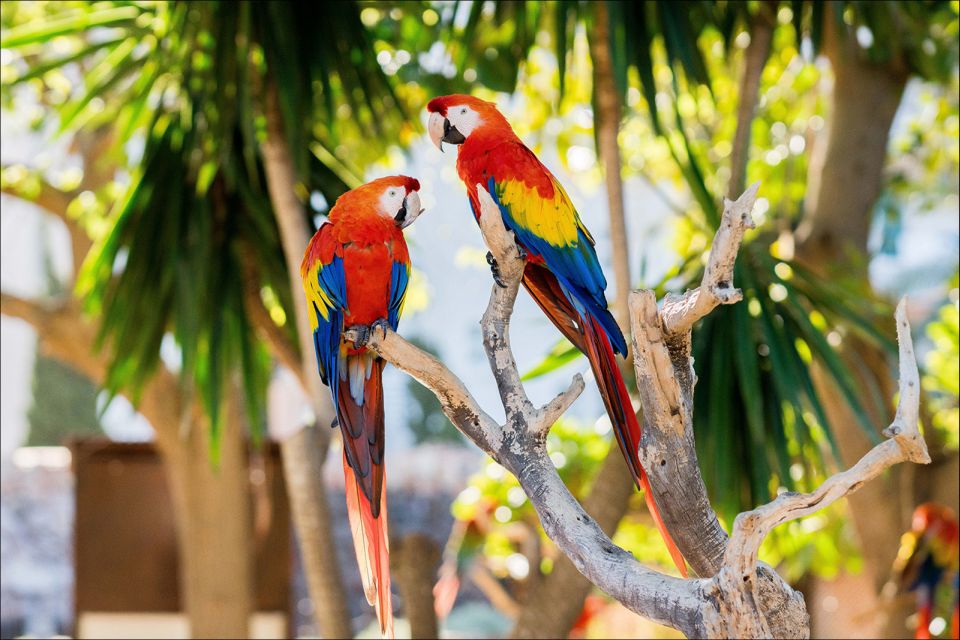 Costa d'en Blanes: Entry Ticket for Marineland Mallorca - Aviary highlights: flamingos and Humboldt penguins