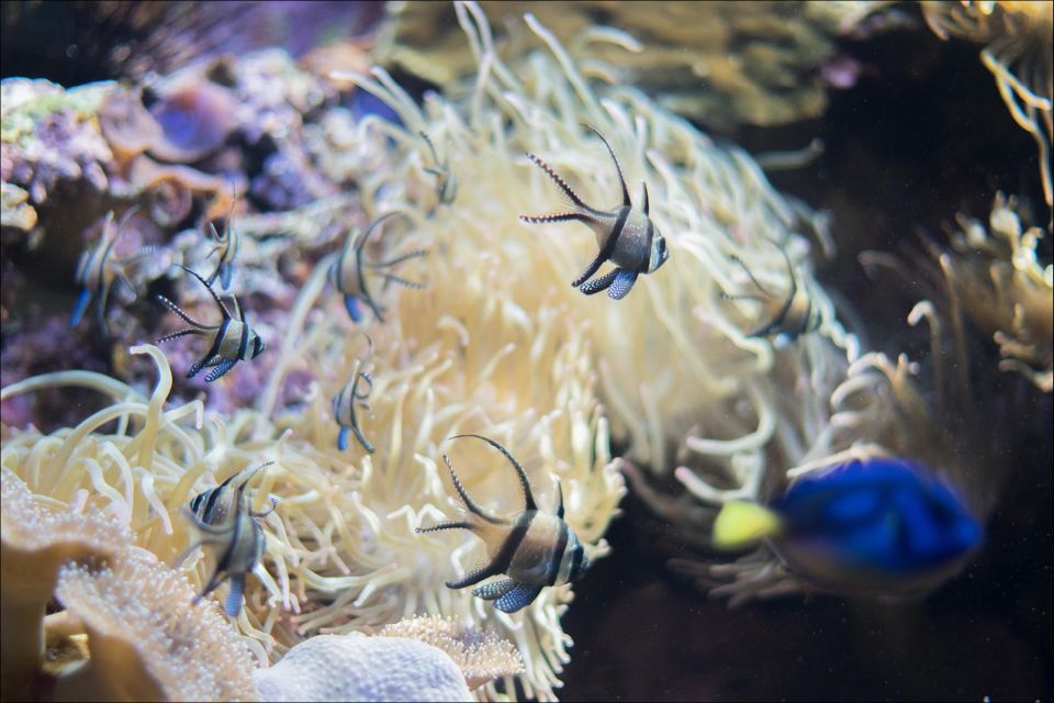Costa d'en Blanes: Entry Ticket for Marineland Mallorca - Tropical House: simulated rainforest and small-creature surprises
