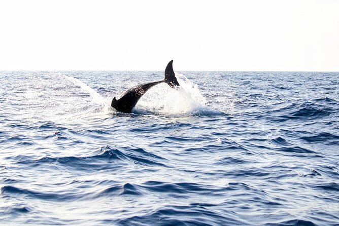Dolphin watching by boat - Key things I’d count on