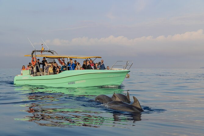 Dolphin watching by boat - Sunrise Dolphin Watching From Alcúdia, Headed for Cap de Formentor
