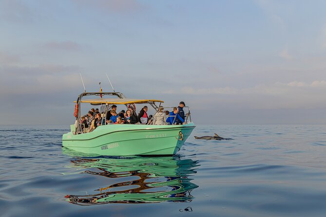 Dolphin watching by boat - Price and Value: Is $84.69 Worth It?