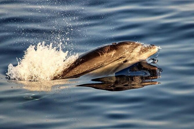 Dolphin watching by boat - The 2–3 Hour Boat Ride: How the Experience Actually Plays Out