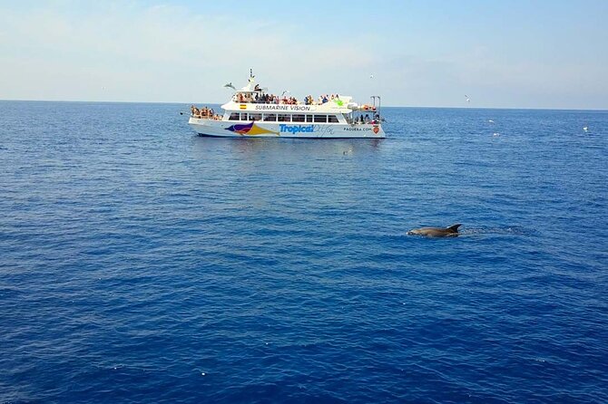 Dolphin Watching in Mallorca (Paguera) - Quick Highlights Before You Go