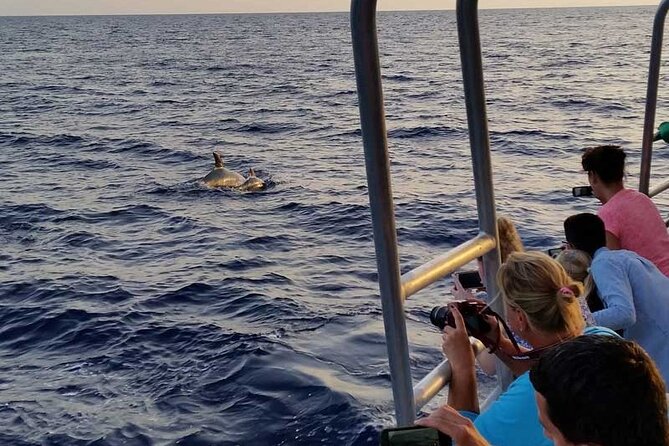 Dolphin Watching in Mallorca (Paguera) - Why Paguera Works for Dolphin Watching on a 2-Hour Cruise