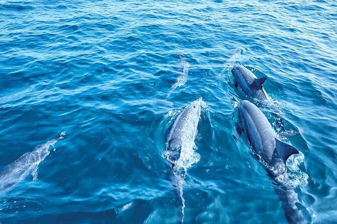 Dolphin Watching in Mallorca (Paguera) - Food and Drinks On Board: Practical Choices, Not Gourmet Promises