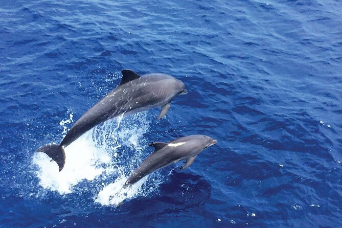 Dolphin Watching in Mallorca (Paguera) - Price and Value: Is $48.27 a Good Deal?