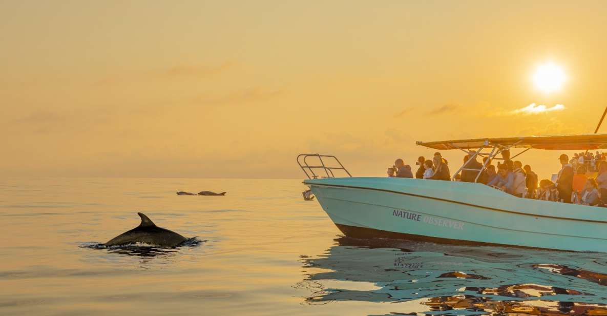 From Alcudia: Sunrise Dolphin Watching Boat Tour - Key things to know before you go