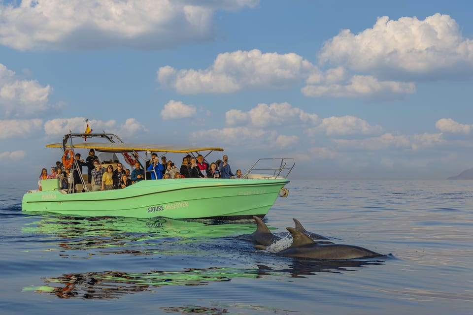From Alcudia: Sunrise Dolphin Watching Boat Tour - Why Sunrise Dolphins From Alcúdia Feels Different