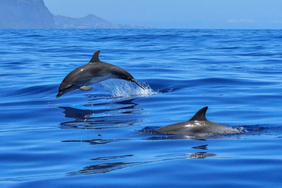 From Alcudia: Sunrise Dolphin Watching Boat Tour - On Board at First Light: Safety Briefing, Comfort, and Crew Style