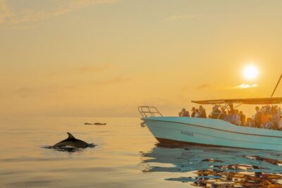 From Alcudia: Sunrise Dolphin Watching Boat Tour - Getting There: Hotel Pickup and the Port Transfer That Saves Time