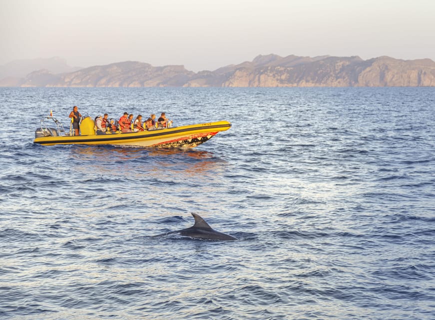 From Alcudia: Sunrise Dolphin Watching Boat Tour - Alcúdia Bay Dolphin Time: How the Search Works Without Feeling Like a Chase