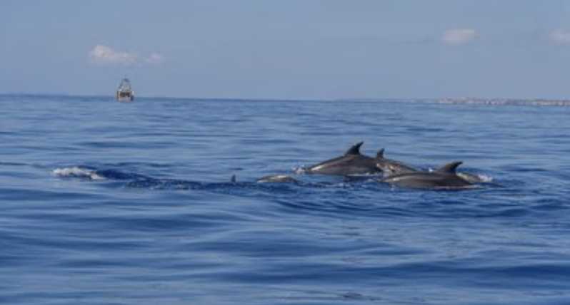 From Can Picafort: Dolphin Watching and Cave Boat Trip - Quick take: what you’ll notice right away