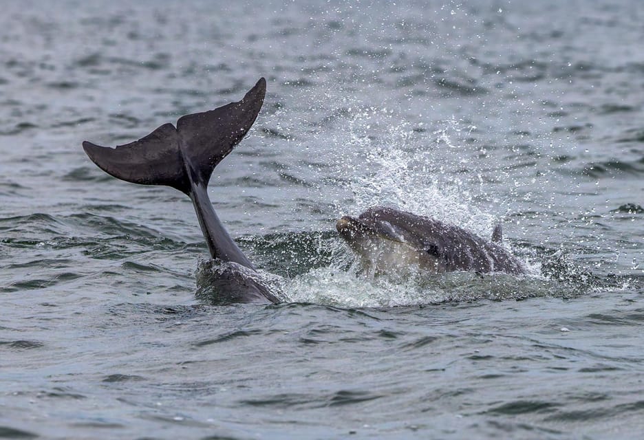 From Can Picafort: Dolphin Watching and Cave Boat Trip - Es Coll Baix swim stop: the main reason people love this trip