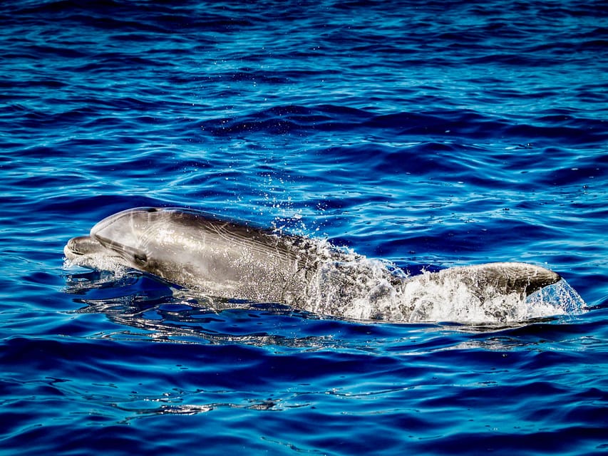 From Can Picafort: Dolphin Watching and Cave Boat Trip - Price and value: is $82 for 3 hours a fair deal?