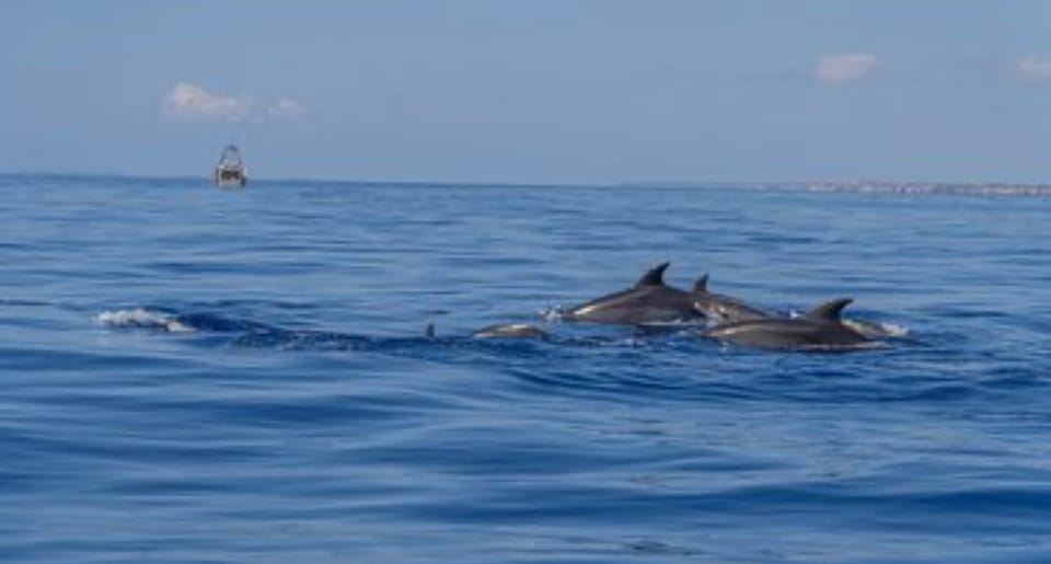 From Can Picafort: Dolphin Watching and Cave Boat Trip - Who this trip fits best (and who should skip it)