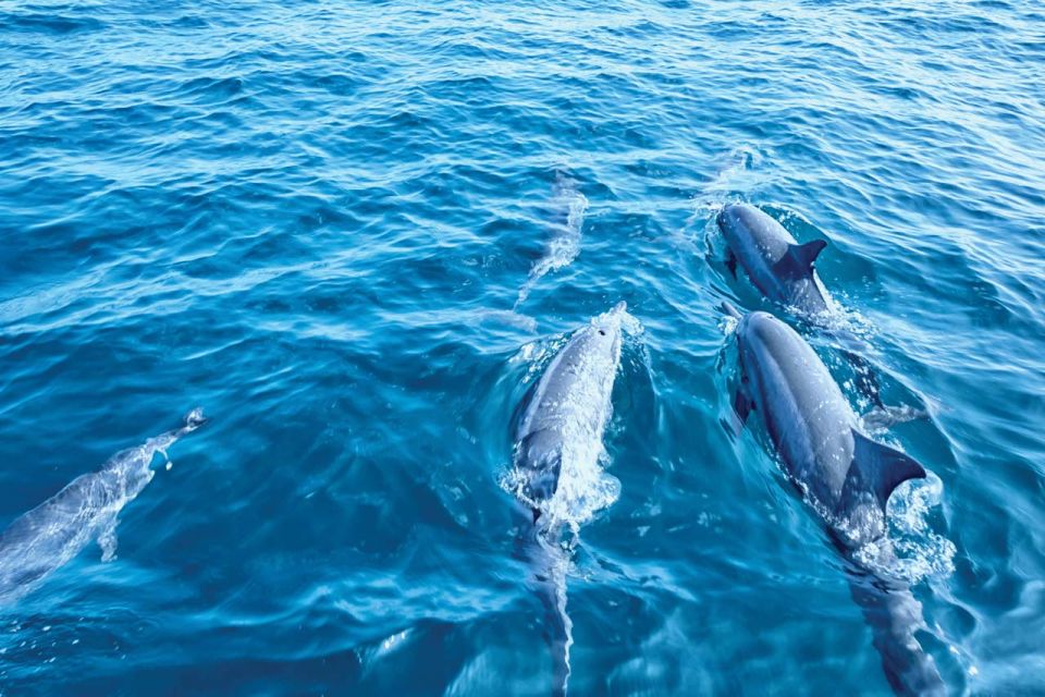 From Palma: 3-Hour Morning Dolphin Watching Boat Tour - Timing and What to Do Before You Leave Palma
