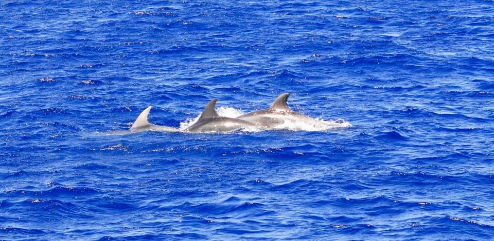 From Palma: 3-Hour Morning Dolphin Watching Boat Tour - Crew, Guides, and the Communication Style