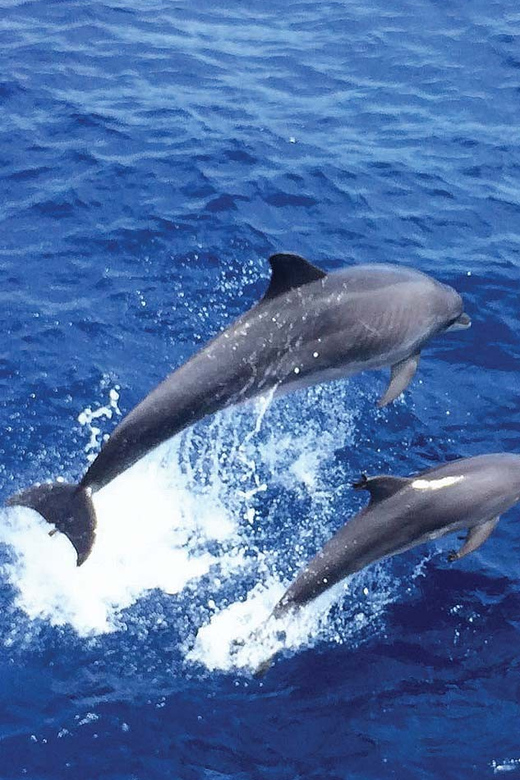 From Palma: Afternoon Dolphin-Watching Boat Tour - The Cove Swim Stop: Snorkel Gear, Deposits, and Simple Rules