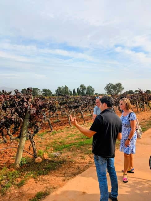From Palma de Mallorca: Private Wine and Local Flavors Tour - The shopping window: take-home bottles without turning it into a chore