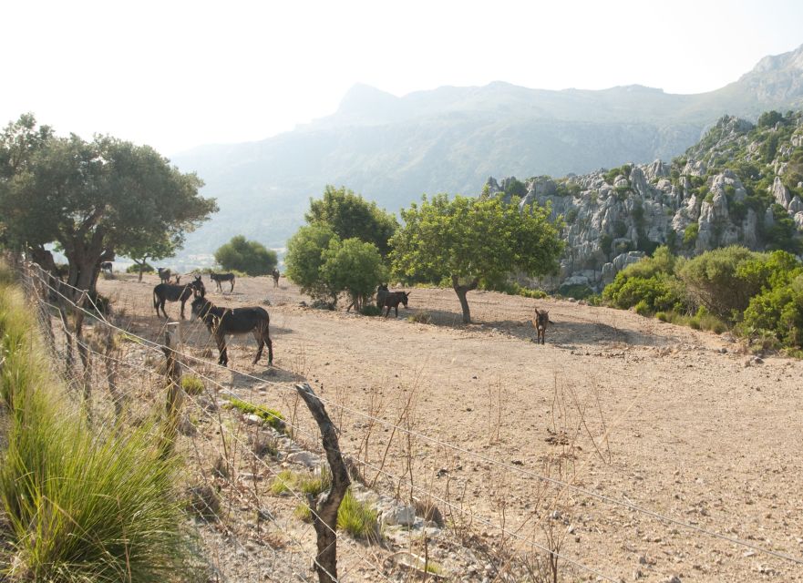 From Palma: Serra Tramuntana and Lluc Monastery Guided Tour - The Tramuntana Coast Boat Ride: Puerto de Sóller’s Scenic Highlight
