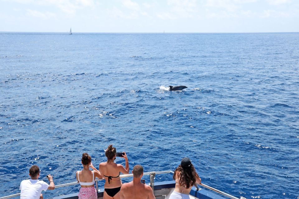 Mallorca: 2-Hour Dolphin Watching Cruise & Glass-Bottom Boat - Glass-Bottom Windows: Cool in Theory, Variable in Practice
