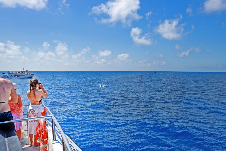 Mallorca: 2-Hour Dolphin Watching Cruise & Glass-Bottom Boat - The Morning Sail: Watching Dolphins from the Best Angles