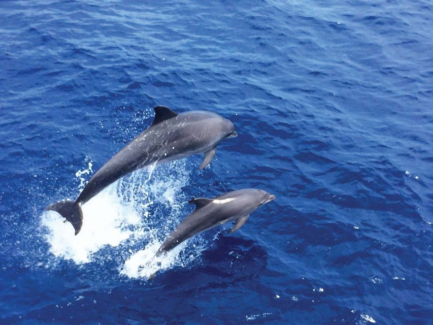 Mallorca: 3-Hour Afternoon Dolphin Watching Boat Tour - Key moments to look for on this Mallorca dolphin cruise