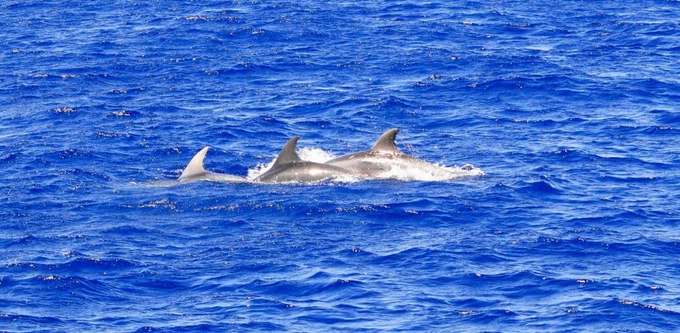 Mallorca: 3-Hour Afternoon Dolphin Watching Boat Tour - Getting on board from Santa Ponsa or Paguera