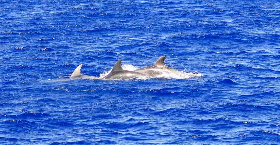 Mallorca: 3-Hour Afternoon Dolphin Watching Boat Tour - The dolphin search: Risso’s, bottlenose, and white-sided