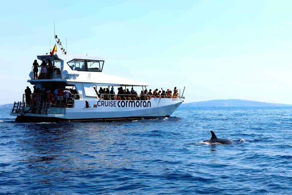 Mallorca: 3-Hour Afternoon Dolphin Watching Boat Tour - Comfort, crowding, and onboard rules you should know