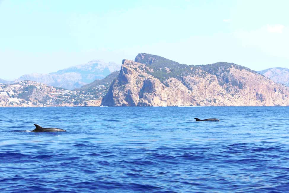 Mallorca: 3-Hour Afternoon Dolphin Watching Boat Tour - Environmental care and why it matters on dolphin tours