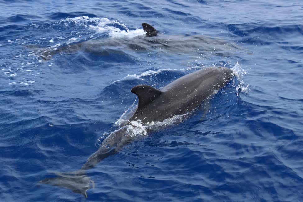 Mallorca: 3-Hour Afternoon Dolphin Watching Boat Tour - Who this tour is best for (and who should skip it)