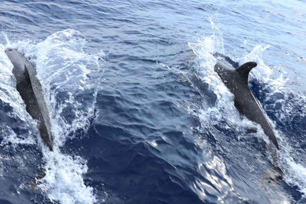 Mallorca: 3-Hour Afternoon Dolphin Watching Boat Tour - FAQ