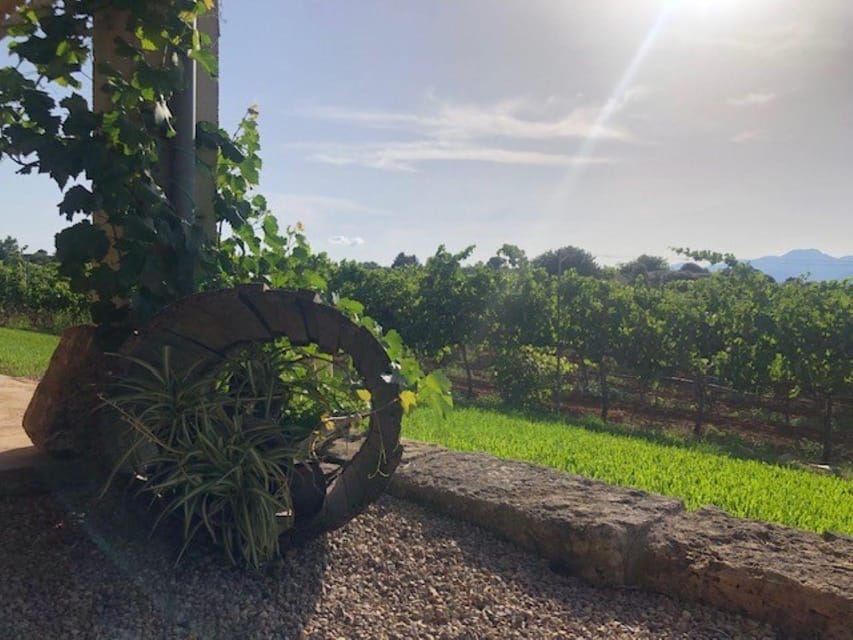 Mallorca: Bodega Butxet Vineyards & Winery Tour with Tasting - FAQ