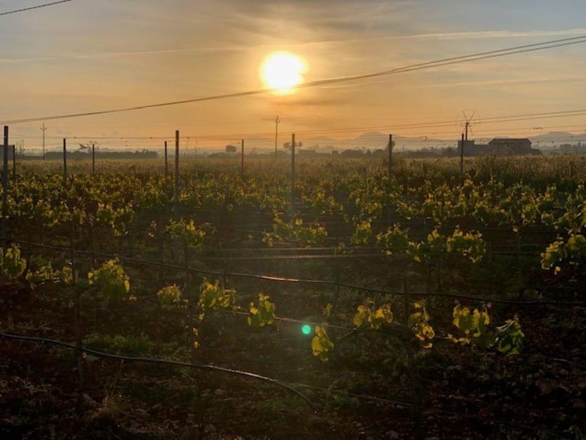 Mallorca: Bodega Butxet Vineyards & Winery Tour with Tasting - Price and Value: Why $26 Feels Fair for This Tour