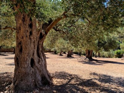 Mallorca: Day Trip to Hidden Gems of Tramuntana with Lunch - Valldemossa Hermitage: a 10-minute walk to big panoramas