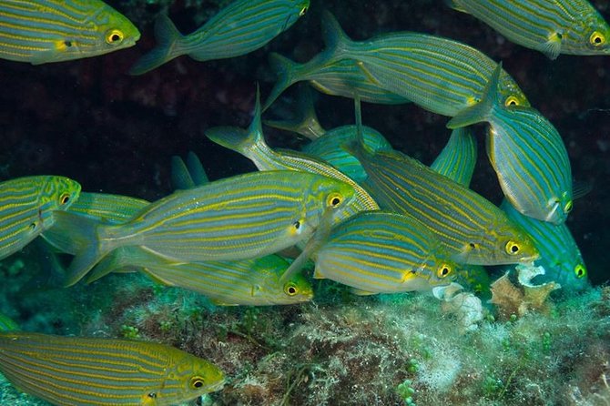 Mallorca: Discover Scuba Diving from the beach - First Time Underwater, Starting at Palmanova Beach