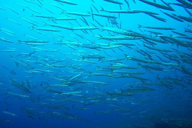 Mallorca: Discover Scuba Diving from the boat - A 4-hour boat program built for first-timers