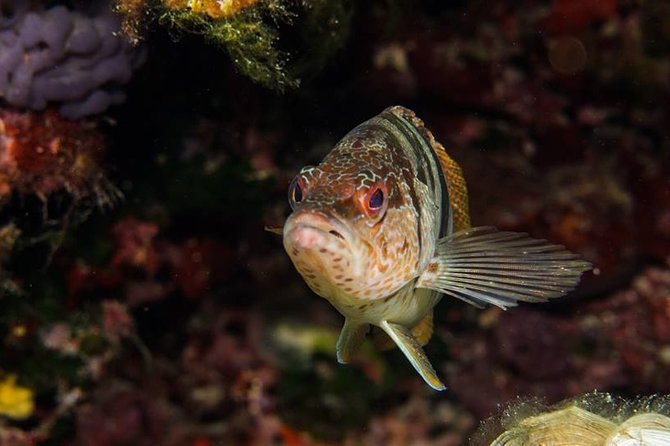 Mallorca: Discover Scuba Diving from the boat - Gear, insurance, and why you shouldn’t skip the small-group attention