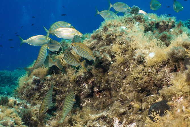 Mallorca: Discover Scuba Diving from the boat - The depth limit and the health requirements: the honest checklist