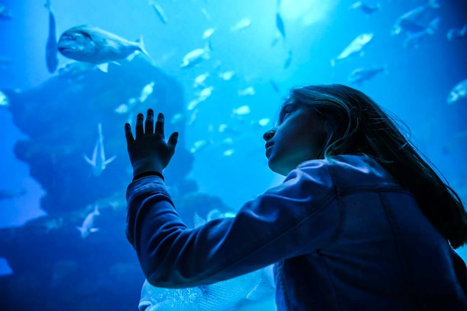 Mallorca: Dolphin Watching Cruise - Quick hits