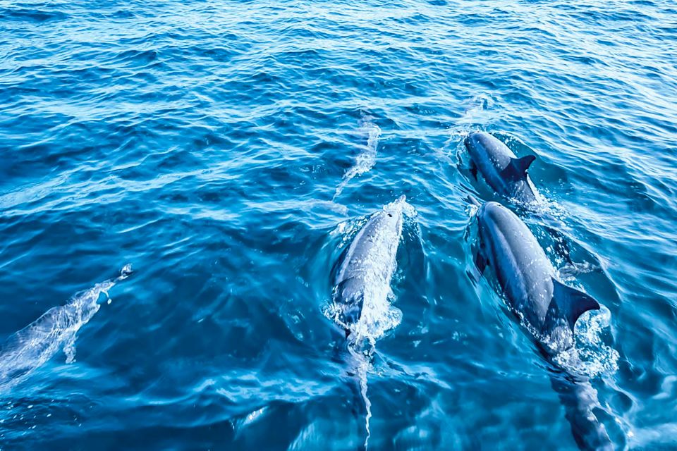 Mallorca: Dolphin Watching Cruise - A few tips to make your day smoother