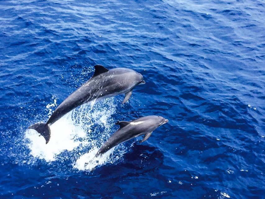 Mallorca: Dolphin Watching Cruise - Glass-bottom catamaran life: why this route works